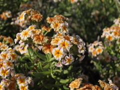 Heliotropium floridum