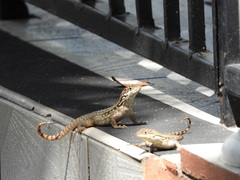 Leiocephalus carinatus