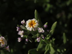 Heliotropium floridum