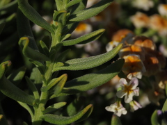 Heliotropium floridum