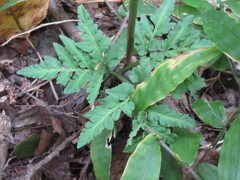 Sceptridium ternatum