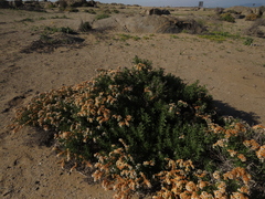 Heliotropium floridum