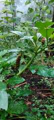 Phytolacca