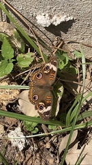 Junonia coenia coenia