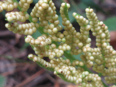 Sceptridium ternatum