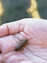 Synidotea laticauda