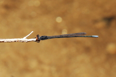 Pseudagrion ignifer