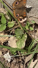 Junonia coenia coenia