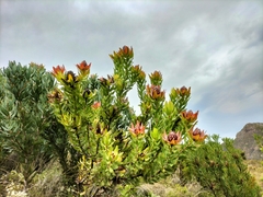 Leucadendron daphnoides