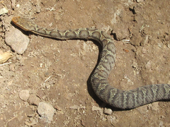 Gloydius ussuriensis