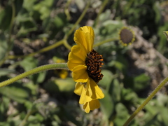 Encelia canescens