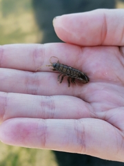 Synidotea laticauda