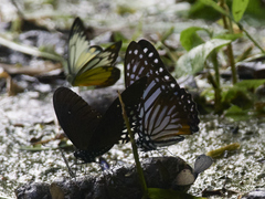 Graphium xenocles