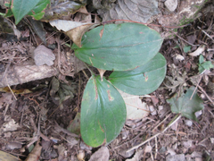 Tricyrtis macropoda
