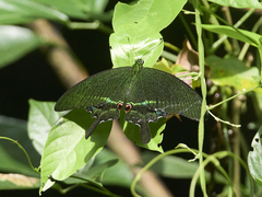 Papilio paris