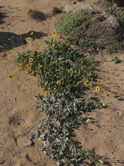 Encelia canescens