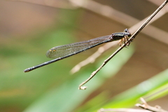 Pseudagrion ignifer