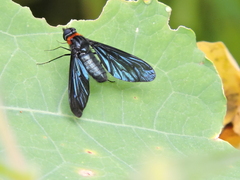 Cyananthrax cyanopterus