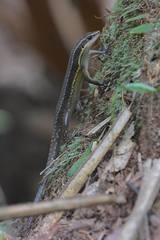 Eutropis rudis
