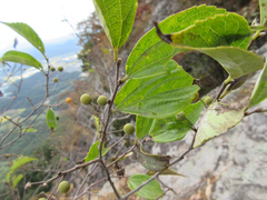 Celtis sinensis