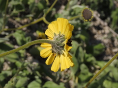 Encelia canescens