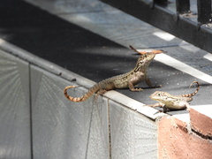 Leiocephalus carinatus