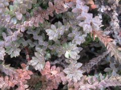 Selaginella rossii