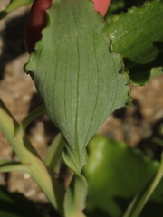 Alstroemeria violacea