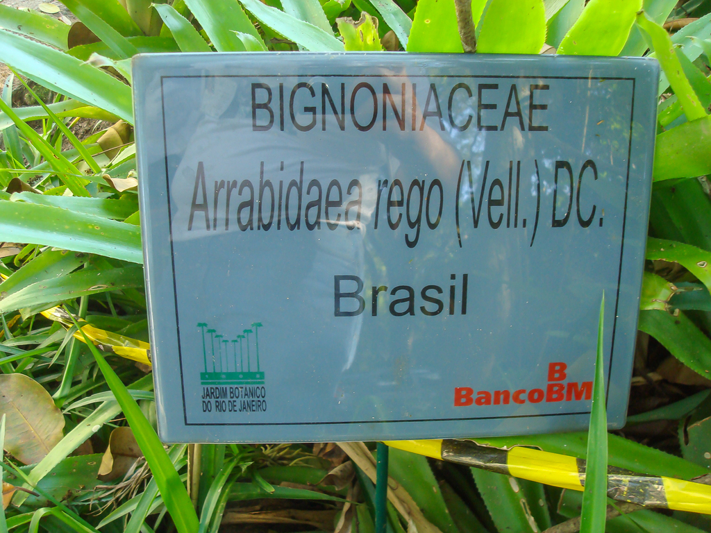 Tanaecium revillae