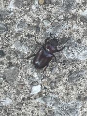 Lucanus capreolus