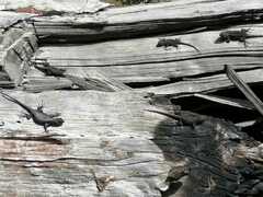 Sceloporus anahuacus