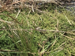 Crassula helmsii