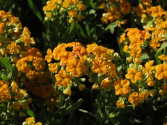 Heliotropium floridum