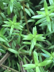 Crassula helmsii