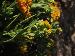 Heliotropium floridum