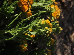 Heliotropium floridum