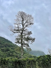 Pterygota brasiliensis