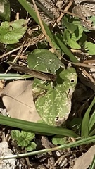 Junonia coenia coenia