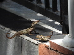 Leiocephalus carinatus