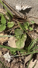 Junonia coenia coenia