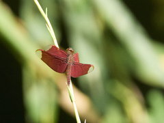 Neurothemis fulvia