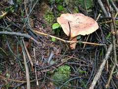 Paralepista flaccida