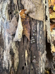Lycogala flavofuscum