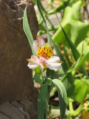 Alstroemeria graminea