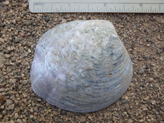 Cyclonaias tuberculata
