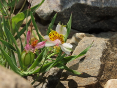 Alstroemeria graminea