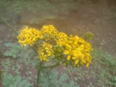 Packera sanguisorbae