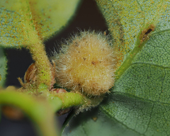 Disholandricus lasius