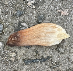 Pterygota brasiliensis