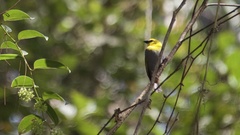 Ploceus nelicourvi